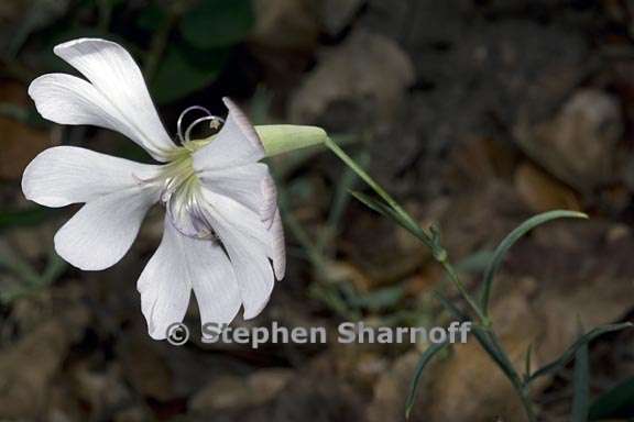 silene swertiaefolia 2 graphic